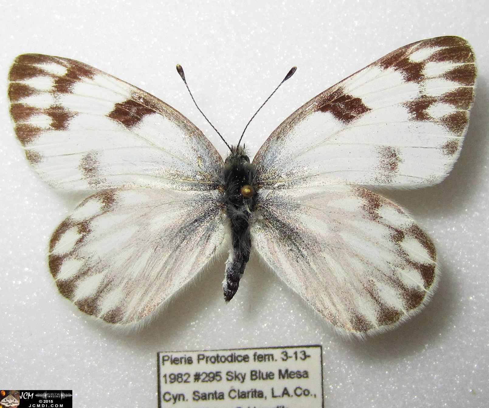 Checkered White Butterfly (Pieris protodice) female